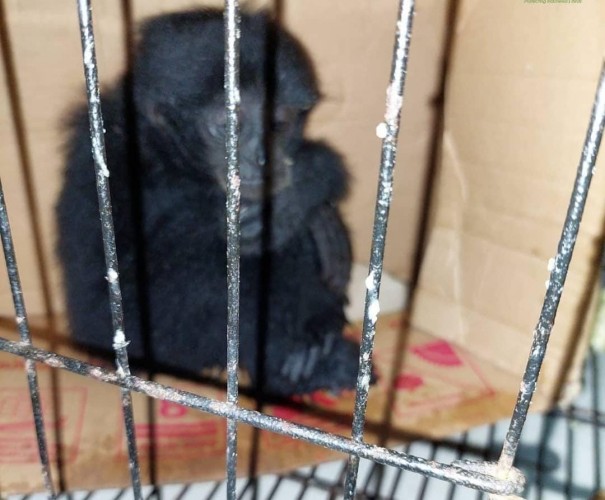 Penjual Primata Dilindungi di Lampung Ditangkap