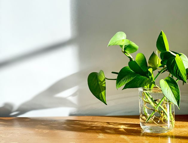 5 Tanaman Pembersih Udara dan Pembawa Fengsui Baik