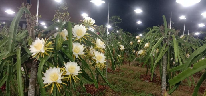 Manfaatkan Listrik PLN di Malam Hari, Hasil Panen Petani Buah Naga Naik 2,5 Kali Lipat