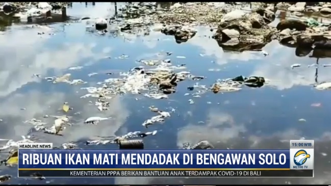 Ribuan Ikan di Anak Sungai Bengawan Solo Mati Mendadak