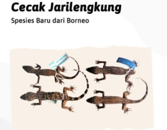 BRIN Temukan Spesies Baru Cecak Jarilengkung dari Kalimantan