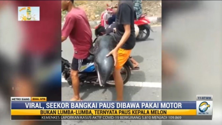 Miris, Warga Bima Bawa Bangkai Paus Melon Pakai Motor