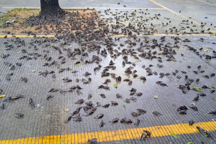 Viral! Ratusan Burung Pipit Berjatuhan dan Mati di Balai Kota Cirebon