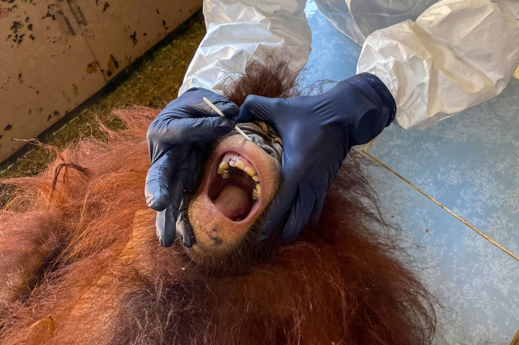 Foto: Puluhan Orang Utan di Malaysia Jalani Tes Swab Covid-19