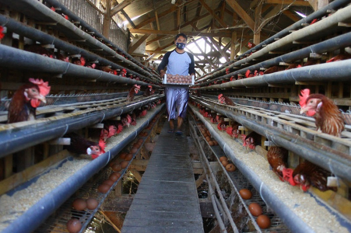 video peternakan ayam petelur