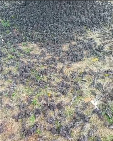 Pakar Ungkap Penyebab Ratusan Burung Pipit Mati Mendadak