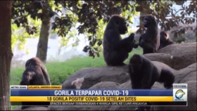 18 Gorila di Kebun Binatang Atlanta Positif Covid-19 Varian Delta