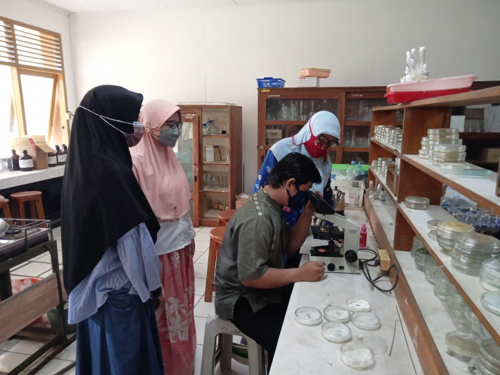 Budidaya Jahe Merah, Mahasiswa Unsoed Manfaatkan Limbah Baglog Jamur Tiram