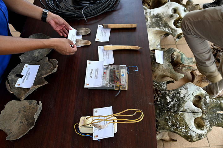 Polisi Ringkus 11 Pelaku Kasus Kematian Lima Gajah di Aceh Jaya