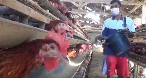 Ironi, Mantan Atlet di Magetan Jadi Buruh Kandang Ayam