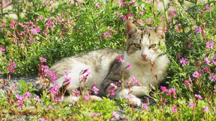 Hati-Hati, 6 Tanaman Ini Berbahaya bagi Kucing