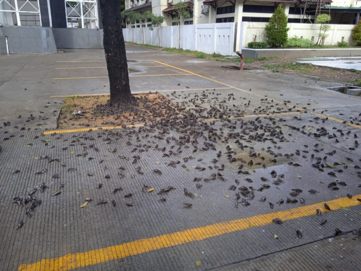 Kematian Ratusan Burung Pipit di Cirebon karena Cuaca Ekstrem