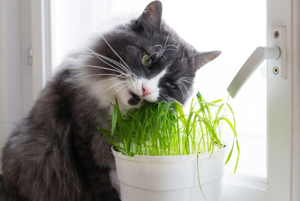 Tanaman hias yang berbahaya bagi kucing. Foto: Shutterstock