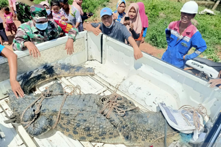 Polisi dan BKSDA Jambi Buru Buaya Berkeliaran di Sungai Gelam