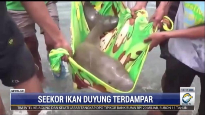 Anak Ikan Duyung Terdampar di Pantai Polewali Mandar