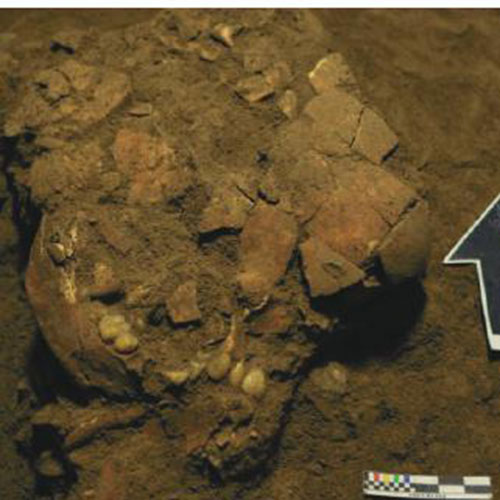 Mengungkap Temuan Kerangka Purba Besse