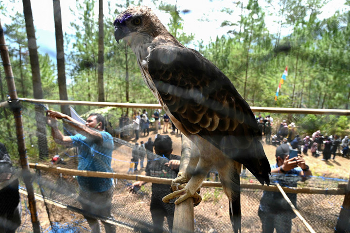 Potret Pelepasliaran Enam Burung Elang Brontok di Aceh Tengah