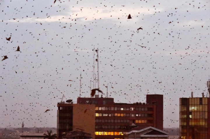 Peneliti Kelelawar Kamboja dalam Misi Melacak Asal-usul Covid-19