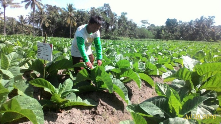 Kebijakan Cukai Tembakau Diminta Tak Mengabaikan Industri dan Petani