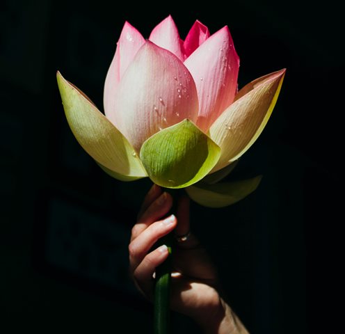 Ini makna dibalik bunga yang indah, lotus. (Foto: Ilustrasi/Pexels.com)