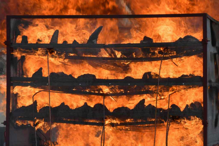 Wow, 2.479 Cula Badak Dibakar di India