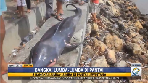 Terjadi Lagi, 3 Ekor Lumba-lumba Terdampar di Pantai Panda Bima