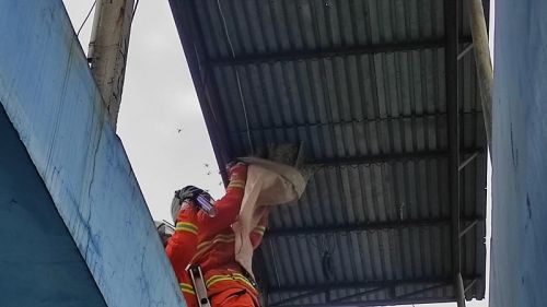 Tawon Vespa Serang Penghuni Kos di Mojokerto