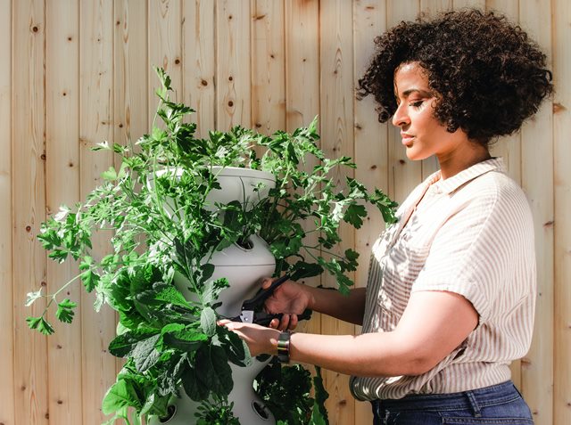 Asyik, Tanamanku Hidup Lagi Berkat 6 Cara Ini!