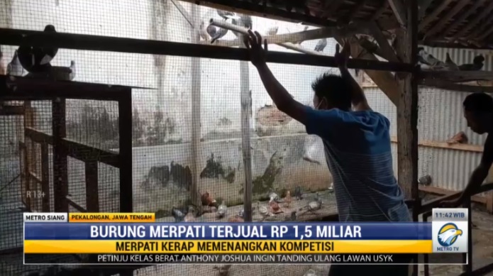 Wow! Burung Merpati di Pekalongan Terjual Rp1,5 Miliar