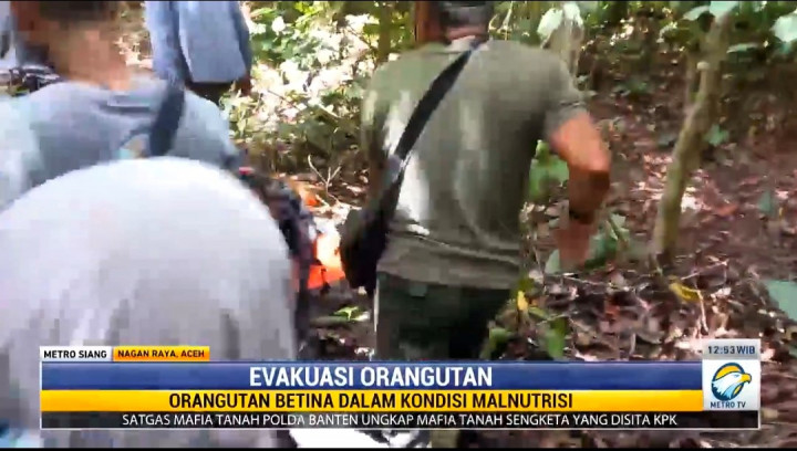 Sepasang Orang Utan Ditemukan Terisolasi di Perkebunan Warga di Aceh