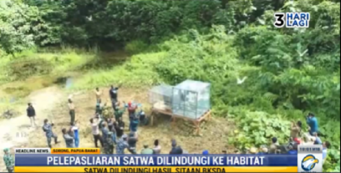 TNI AL dan BKSDA Papua Barat Lepas Liarkan 30 Burung Endemik