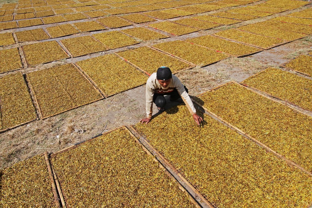Ilustrasi petani tembakau. Foto: dok MI/Immanuel.