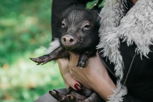 African Swine Fever (ASF) adalah virus yang menyerang babi, baik babi ternak ataupun babi liar. (Foto: Ilustrasi/Pexels.com)