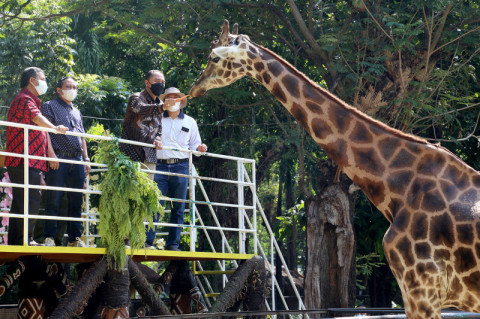 Kebun Binatang Surabaya Siap Dibuka Besok