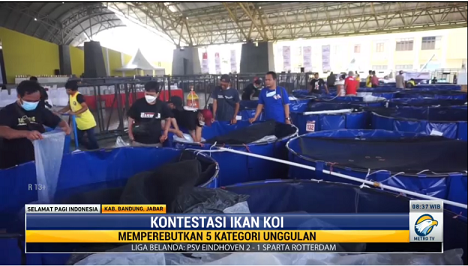 Kontes Ikan Koi di Jawa Barat Kembali Dibuka