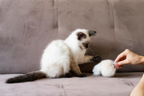 Ini tiga rekomendasi mainan kucing untuk teman berbulu kamu. (Foto: Ilustrasi/Freepik.com)