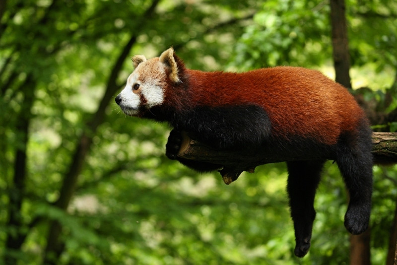 Panda merah (Foto: Ilustrasi Freepik)