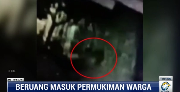 Geger Beruang Masuk Permukiman Warga di Kotawaringin Timur, Ini Penjelasan BKSDA
