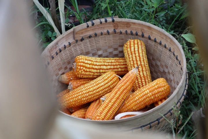 Polemik Stok Jagung, Data Kementan Dinilai Lebih Terpercaya