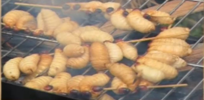 Atlet Binaraga Papua Peraih Medali Emas Konsumsi Ulat Sagu, Ini 3 Manfaatnya