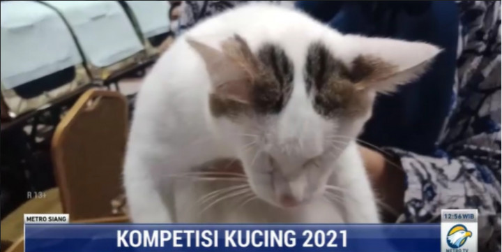 Sempat Vakum 2 Tahun, Kontes Kucing se-Indonesia Kembali Digelar di Semarang