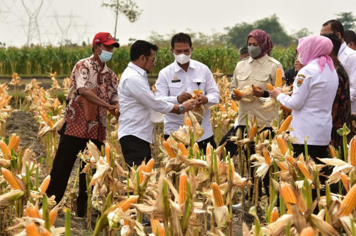 3 Strategi Kementan Penuhi Kebutuhan Jagung Pakan