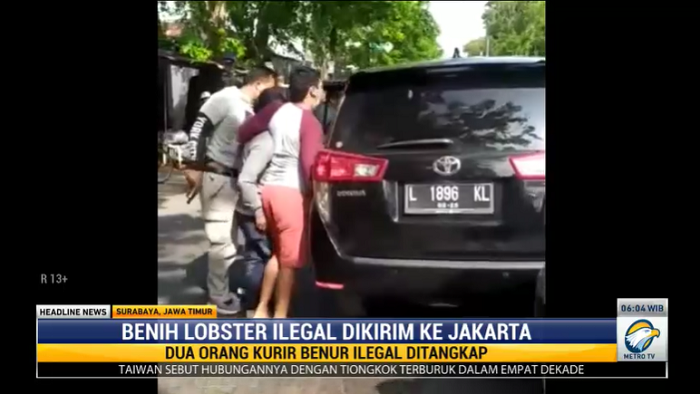 Polda Jatim Gagalkan Pengiriman Puluhan Ribu Benih Lobster Ilegal