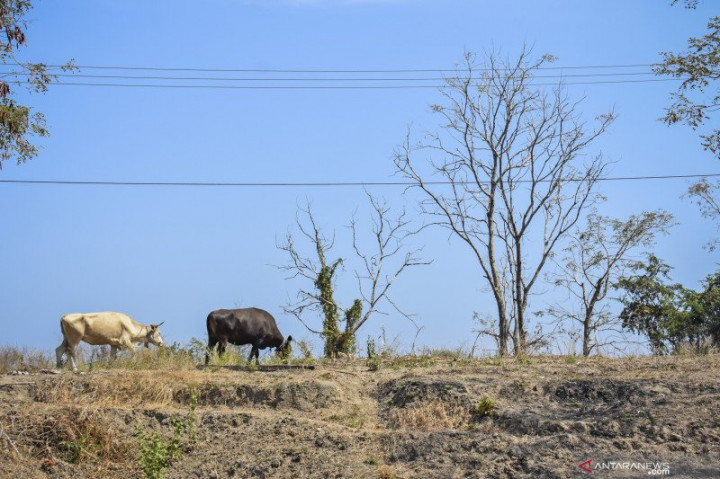 Bali, NTT, dan NTB Berisiko Tinggi Kekeringan