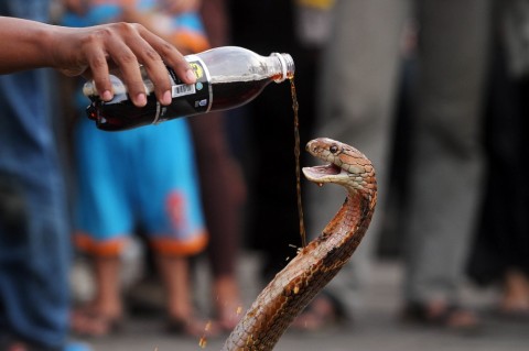 Seorang Warga Kulon Progo Tewas Digigit Kobra Peliharaan