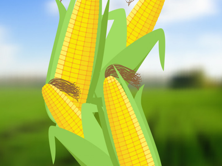 3 Strategi Kementan Penuhi Kebutuhan Jagung Pakan