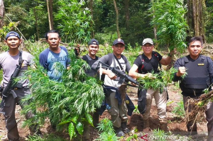 Populer Daerah, Penemuan 1,5 Hektare Ladang Ganja Hingga Papua Kondusif