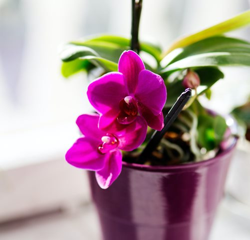 Wow, Siram Anggrek Bisa dengan Es Batu?