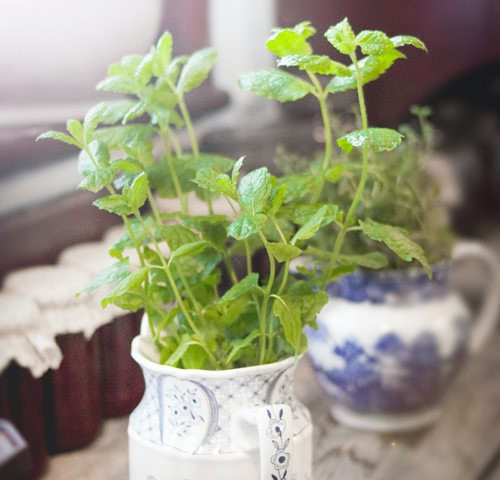 5 Tanaman Pengusir Si Nyamuk Nakal