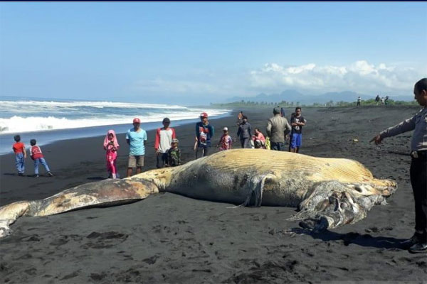 Bangkai Paus dengan 22 Tusukan Terdampar di Pantai Sumba